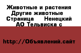 Животные и растения Другие животные - Страница 2 . Ненецкий АО,Тельвиска с.